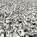 Listen Without Prejudice / MTV Unplugged 3 CD + DVD Boxset ALL Region NEW Sealed - Attic Discovery Shop