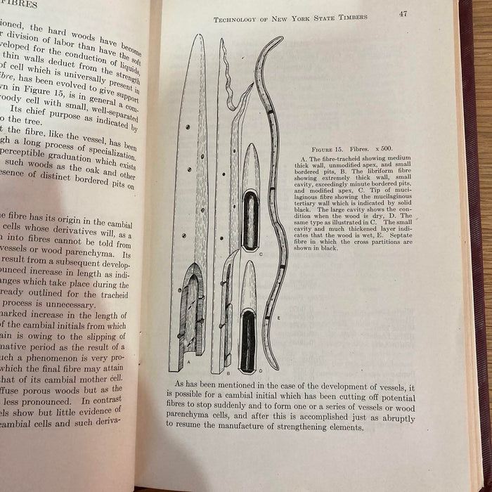 The Technology of New York State Timbers 1926 Syracuse NY University Rare Book - Good