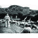 Flowers of St Francis (Criterion Collection) [DVD] [1950] [Reg 1, Rare US - Very Good - Attic Discovery Shop
