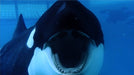 Blackfish [DVD] [Region 2] (Psychological Thriller) - Like New - Attic Discovery Shop