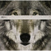 Thirty Seconds To Mars This Is War (12" Double) [VINYL LP Album] [2009 Release] - Like New - Attic Discovery Shop