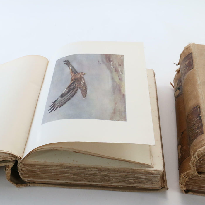 Kirkman The British Bird Account Volume 2, 3 & 4 II III IV Rare Antique Books - Good - Attic Discovery Shop