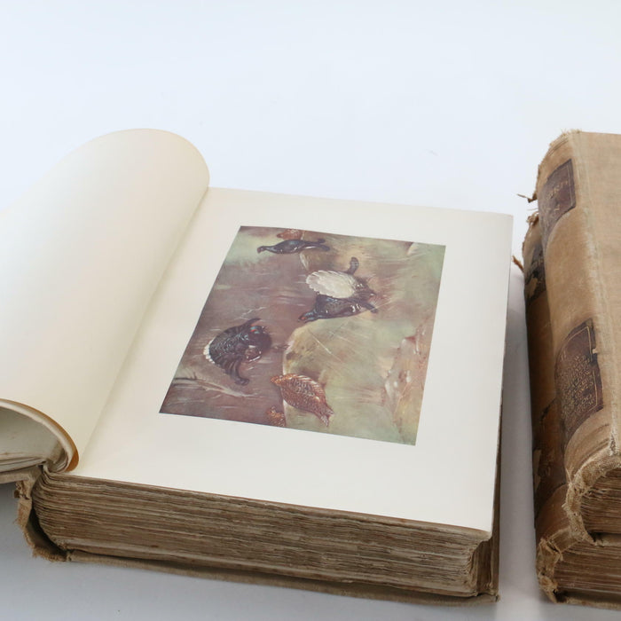Kirkman The British Bird Account Volume 2, 3 & 4 II III IV Rare Antique Books - Good - Attic Discovery Shop