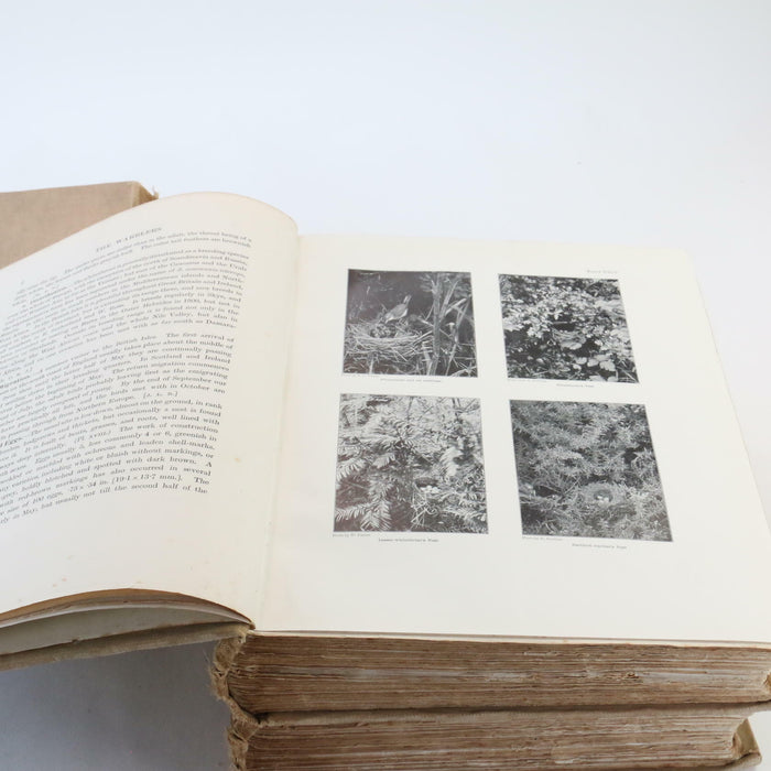 Kirkman The British Bird Account Volume 2, 3 & 4 II III IV Rare Antique Books - Good - Attic Discovery Shop